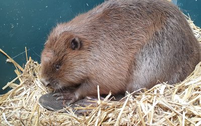 Een zeebever in Delft