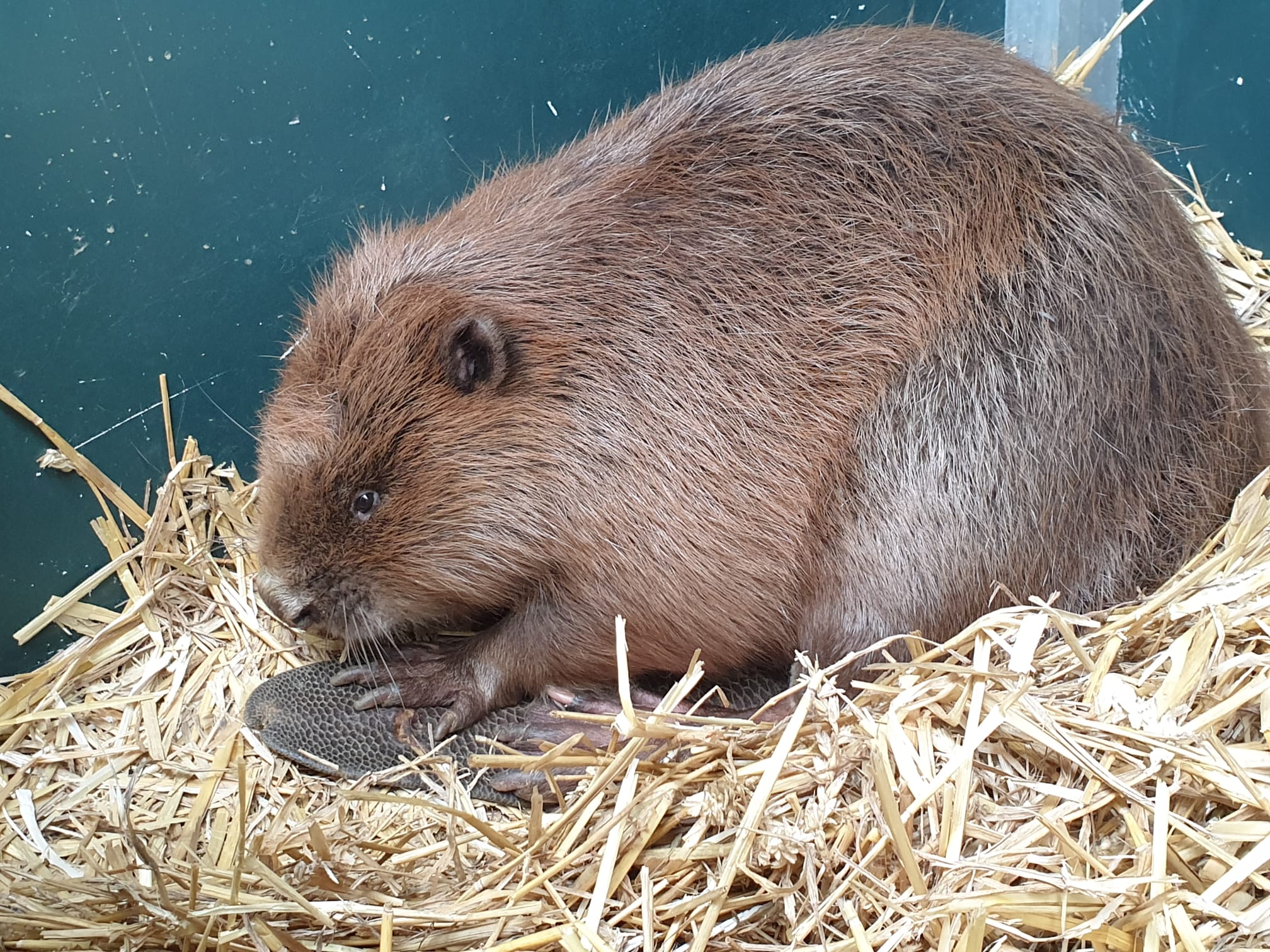 bever Ronnie in Wildopvang Zuid-Holland Delft