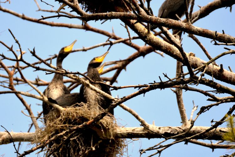 aalscholvers op het nest