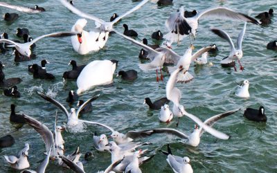 Vogelgriep in Nederland