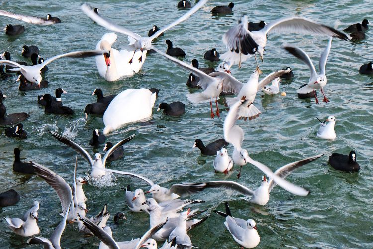 Vogelgriep in Nederland