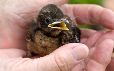 Wat te doen als je een jonge vogel vindt?