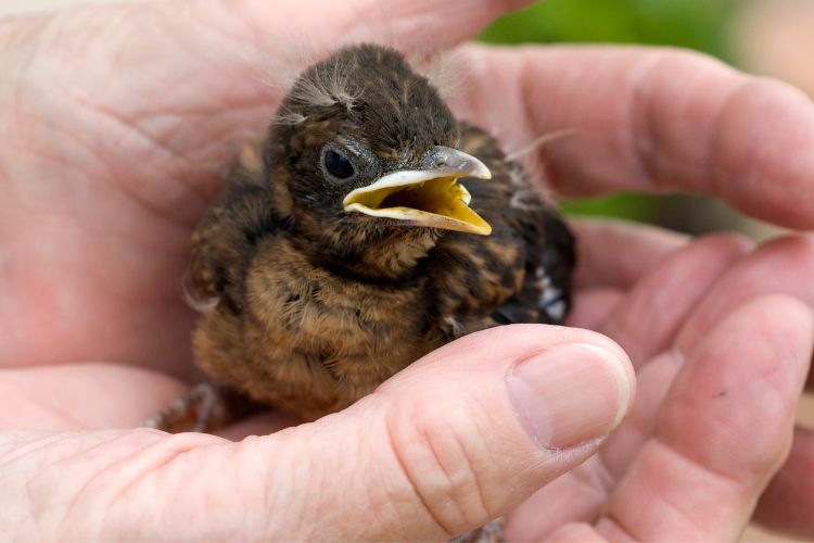 Wat te doen als je een jonge vogel vindt?