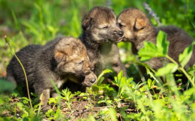 Jonge wolven geboren in Nederland