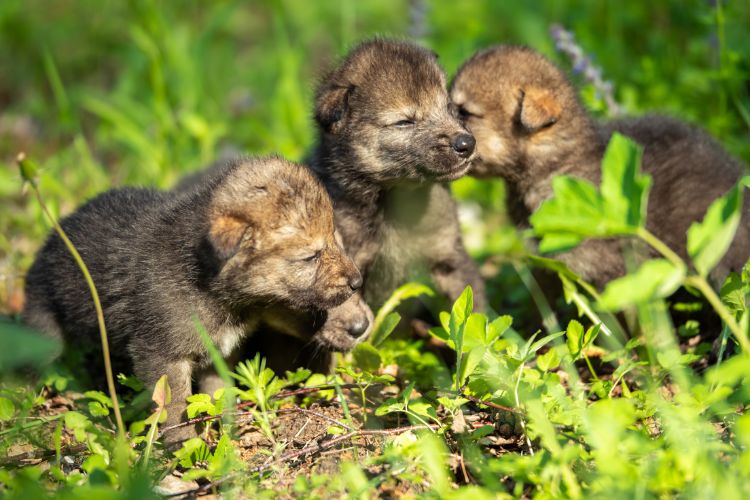 Jonge wolven geboren in Nederland