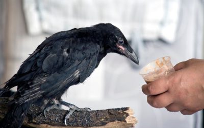 Tips voor het zelf grootbrengen van wilde dieren