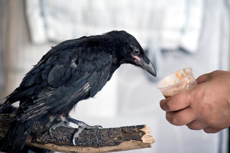 Tips voor het zelf grootbrengen van wilde dieren