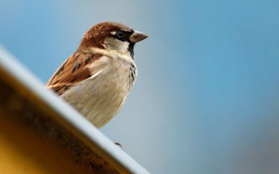 Steeds minder vogels in steden en dorpen