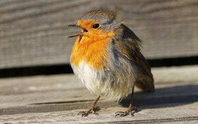 Help de dieren bij droogte en hitte