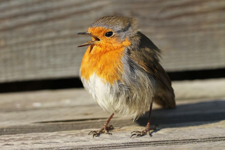 Help de dieren bij droogte en hitte