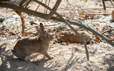 Hoe krijgen we weer konijnen terug in de duinen?