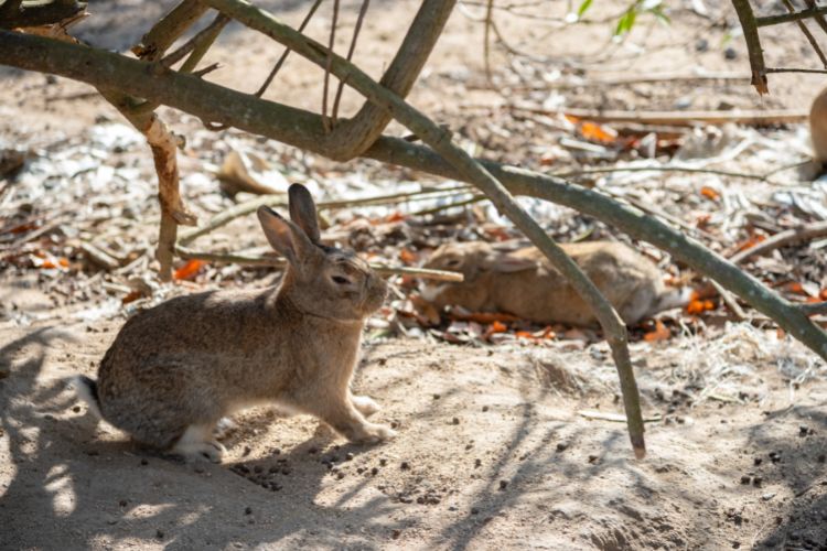 Hoe krijgen we weer konijnen terug in de duinen?