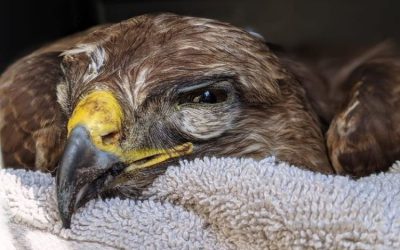 Ziektes bij vogels herkennen en wat te doen