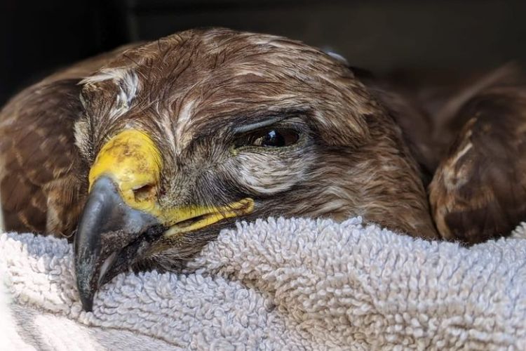 Ziektes bij vogels herkennen en wat te doen