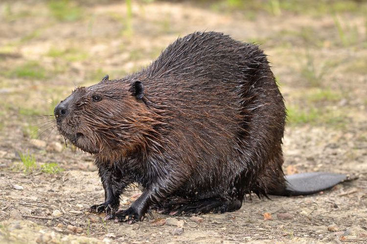 Wilde dieren in Nederland uitgelichte foto (5)