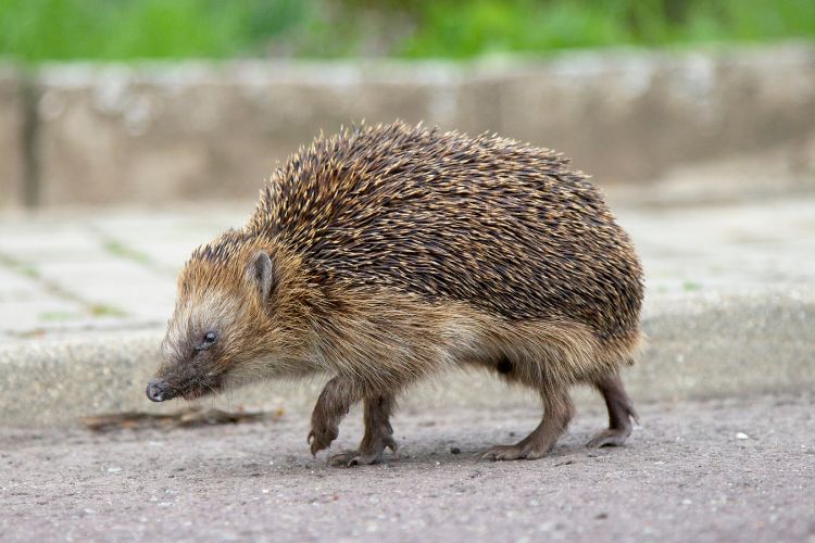 zieke egel