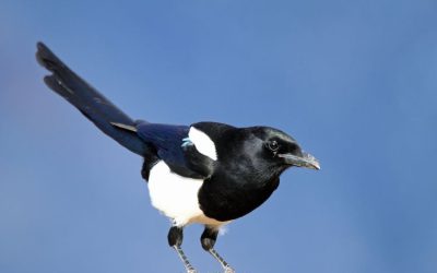 Meest voorkomende vogels in Nederland