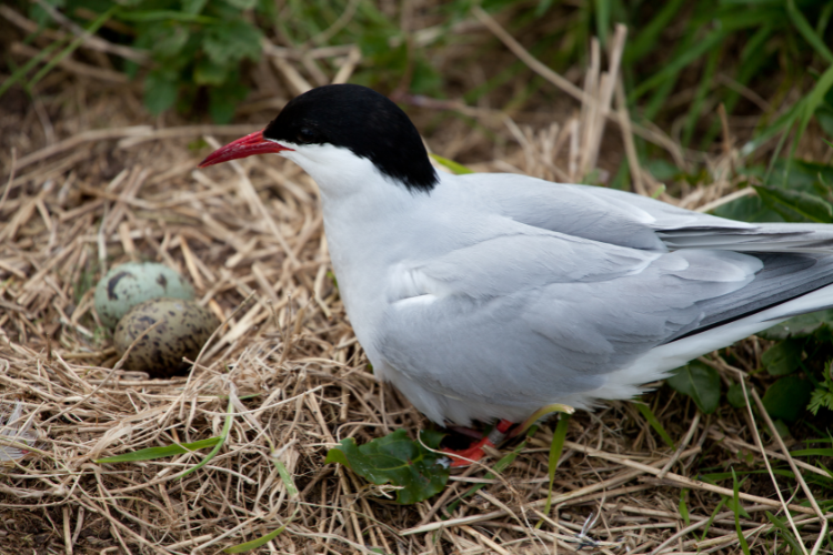 vogelgriep sterns