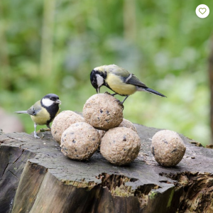 Vetbollen met insecten - 6 stuks
